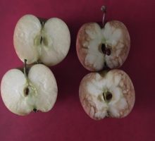 Snažna poruka s dvije jabuke o uticaju nepoštovanja i omalovažavanja