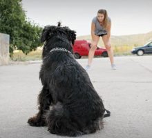 Na Cetinju dječaka ujeo pas, protiv vlasnice podnijeta krivična prijava