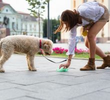 Pedijatar upozorava da pseći izmet može biti opasan za djecu